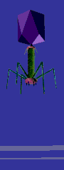 T4 bacteriophage