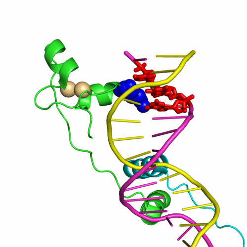 Gal4 T.F. on DNA